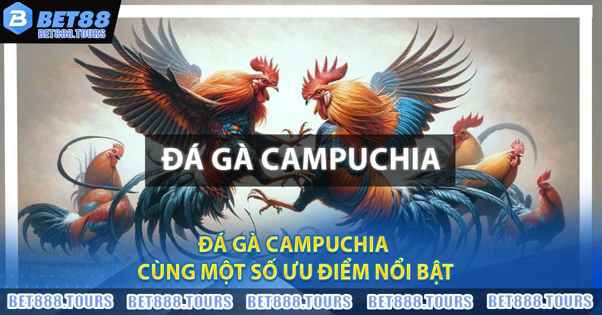 Đá Gà Campuchia cùng một số ưu điểm nổi bật