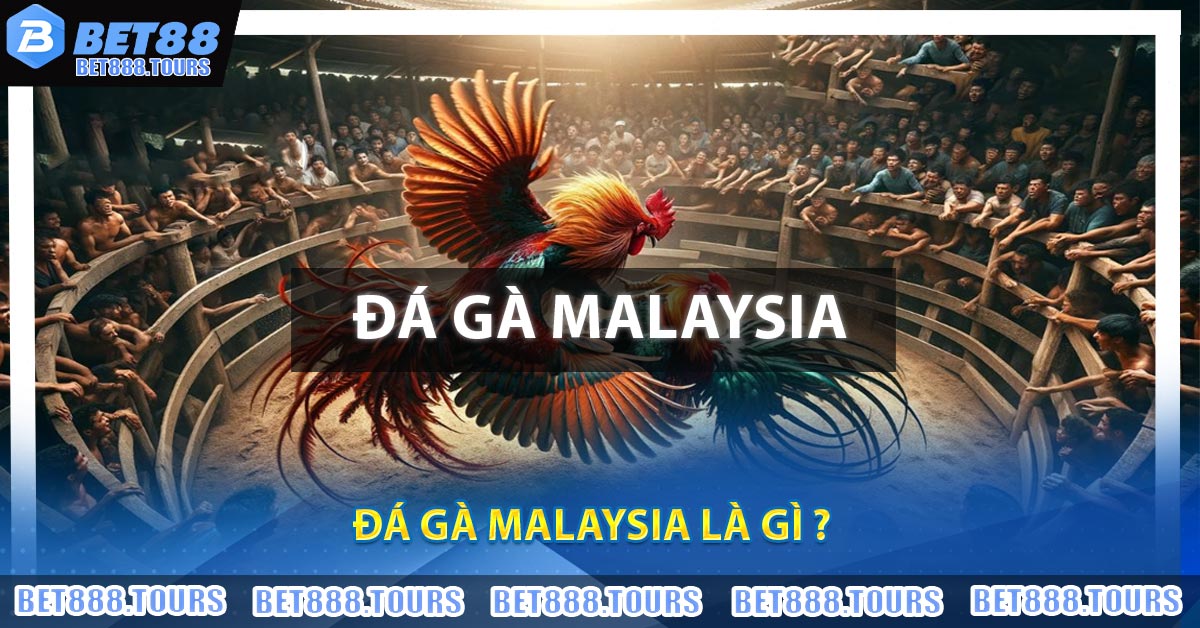 Đá Gà Malaysia Là Gì ?