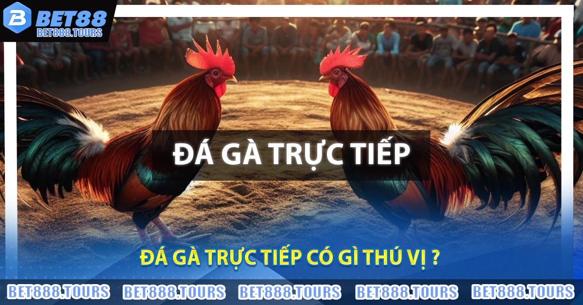 Đá Gà Trực Tiếp Có Gì Thú Vị ?