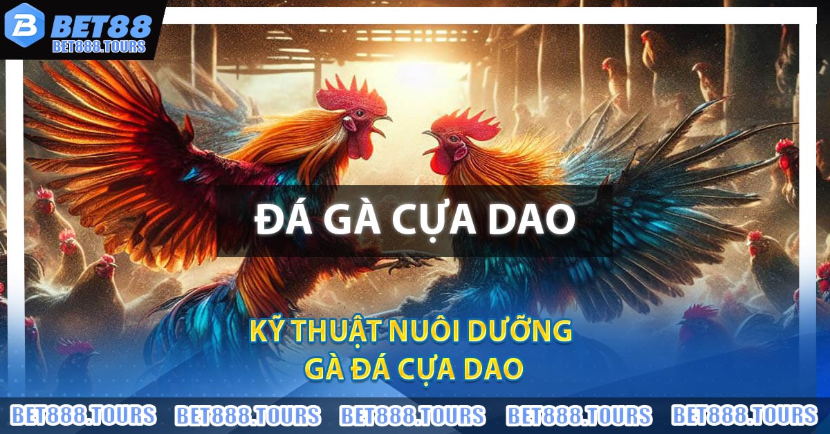 Kỹ thuật nuôi dưỡng gà đá cựa dao