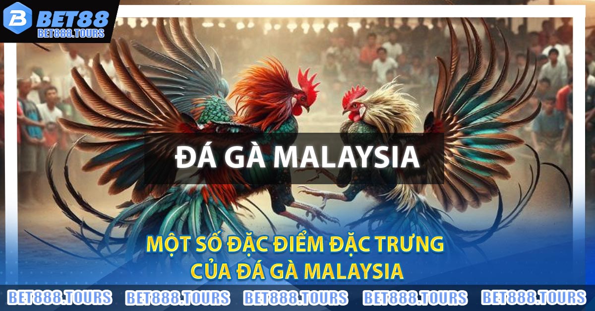 Một số đặc điểm đặc trưng của Đá Gà Malaysia